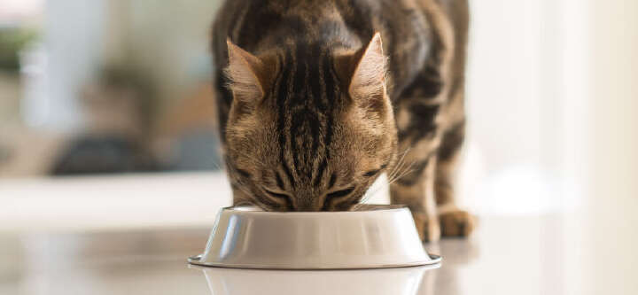 prospekt dezember themeneinstieg katzenfutter prospekt dezember themeneinstieg katzenfutter